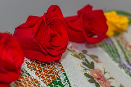 Red rose flower decoration photo