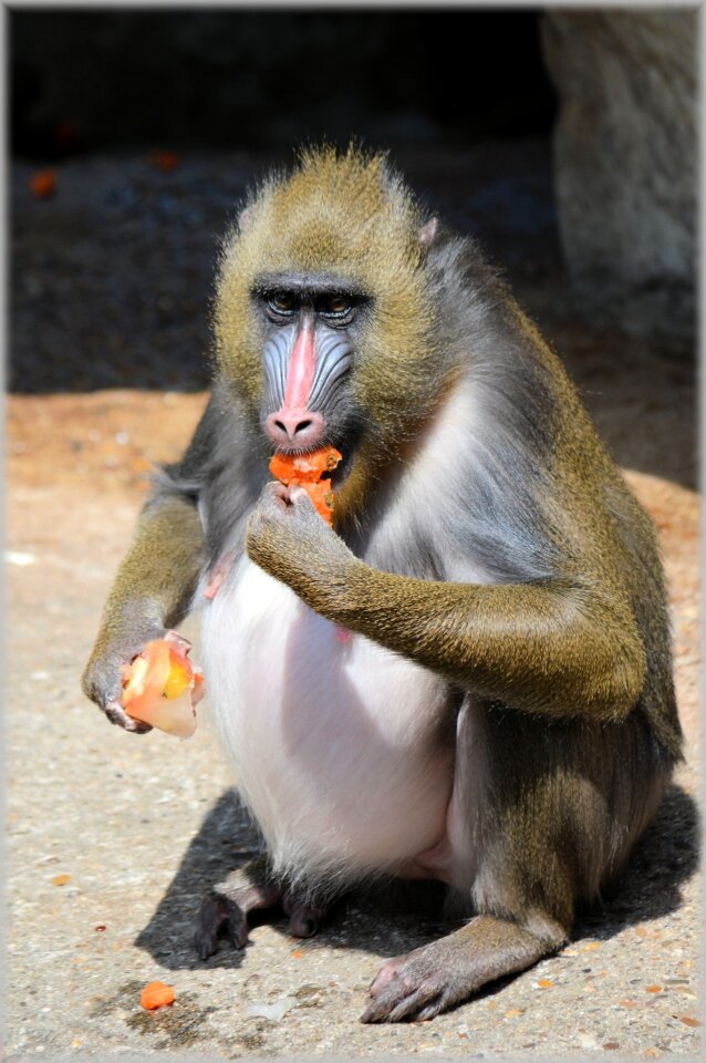 Delicacy business zoo