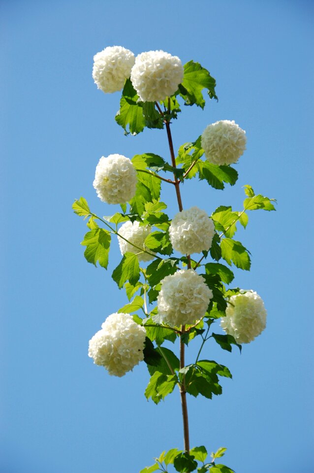 Snowball summer flower