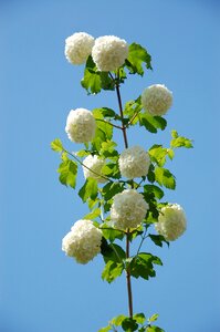 Snowball summer flower