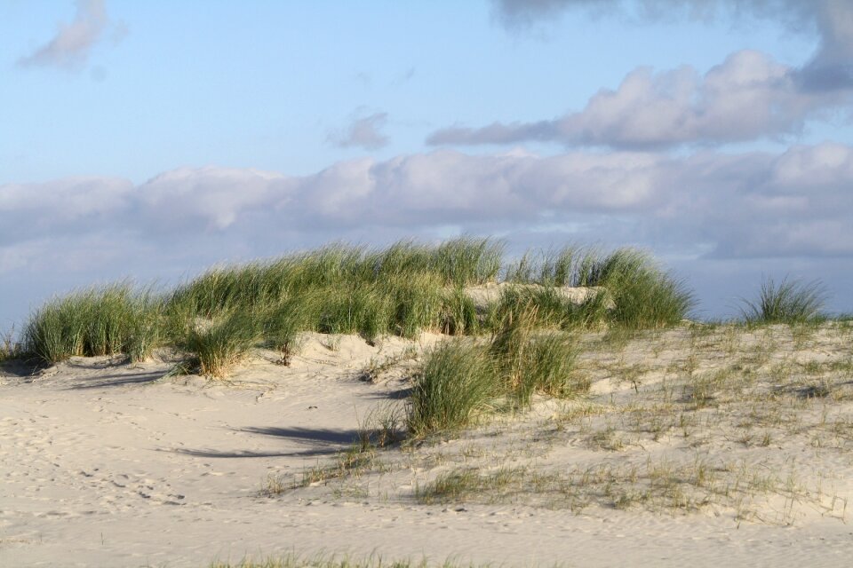 Beach dunes north sea