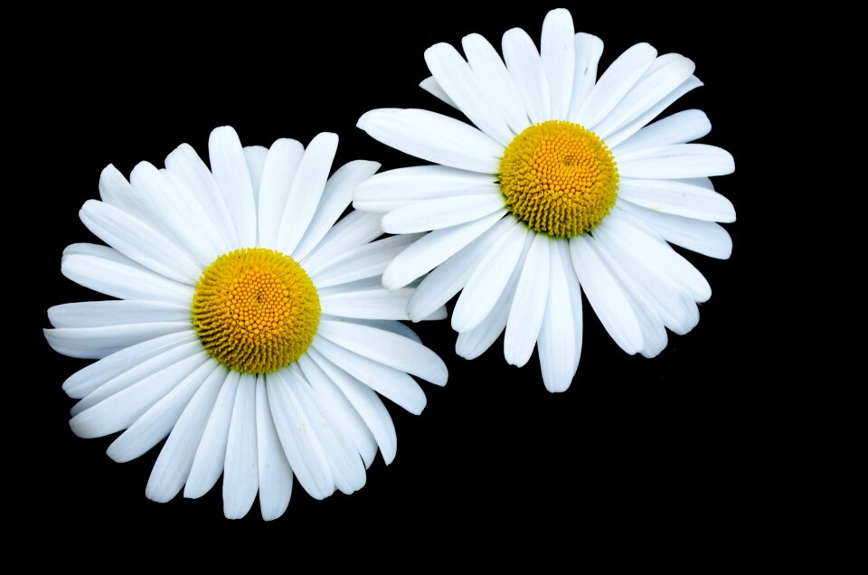 Nature macro background