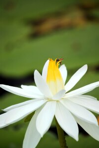 Blossom petal lotus flower