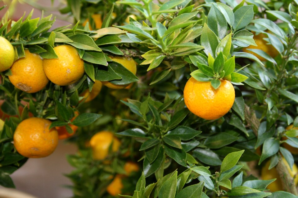 Citrus fruit fruits tree