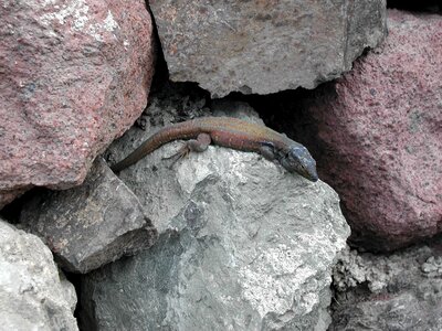 Lizard salamander reptile