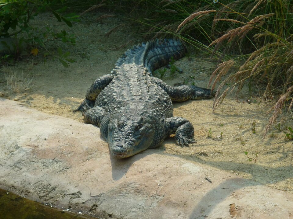 Alligator reptile hunter