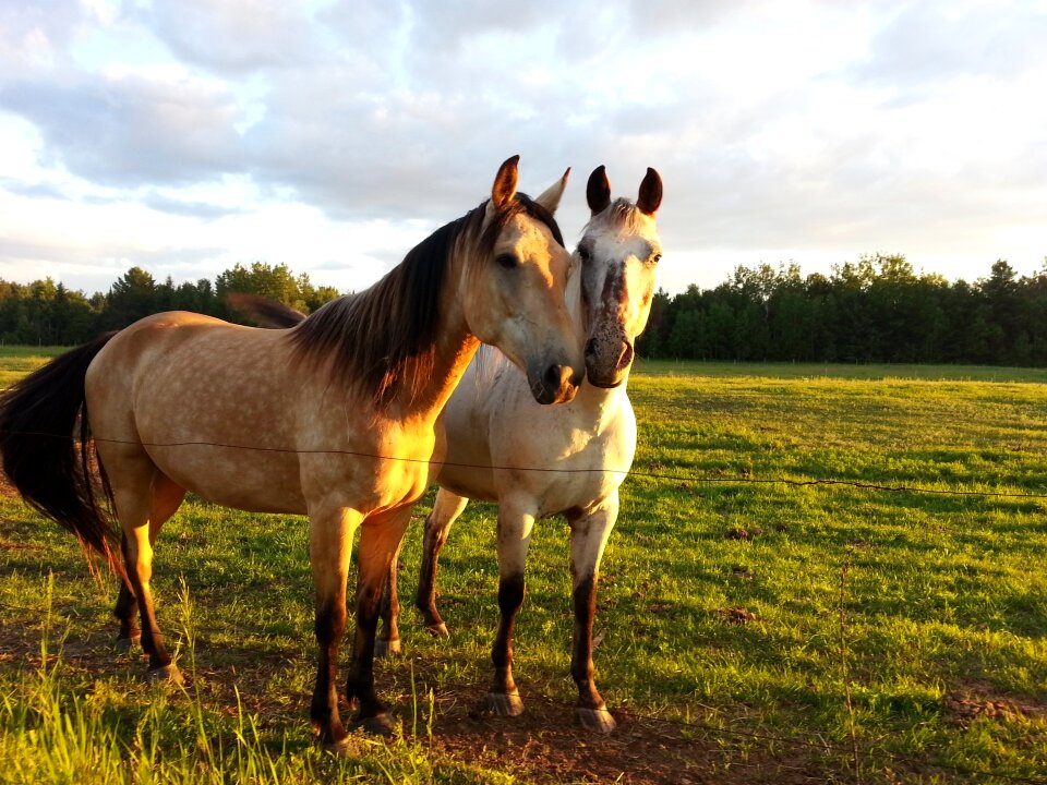 Animal friendship fellowship