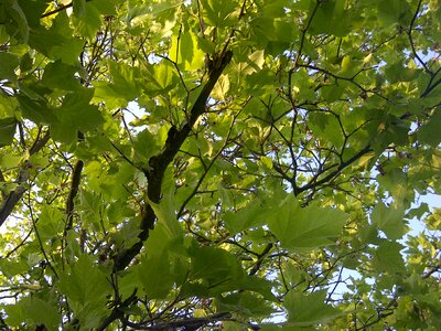 Nature tree leaves
