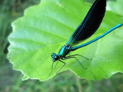 Insects animals nature