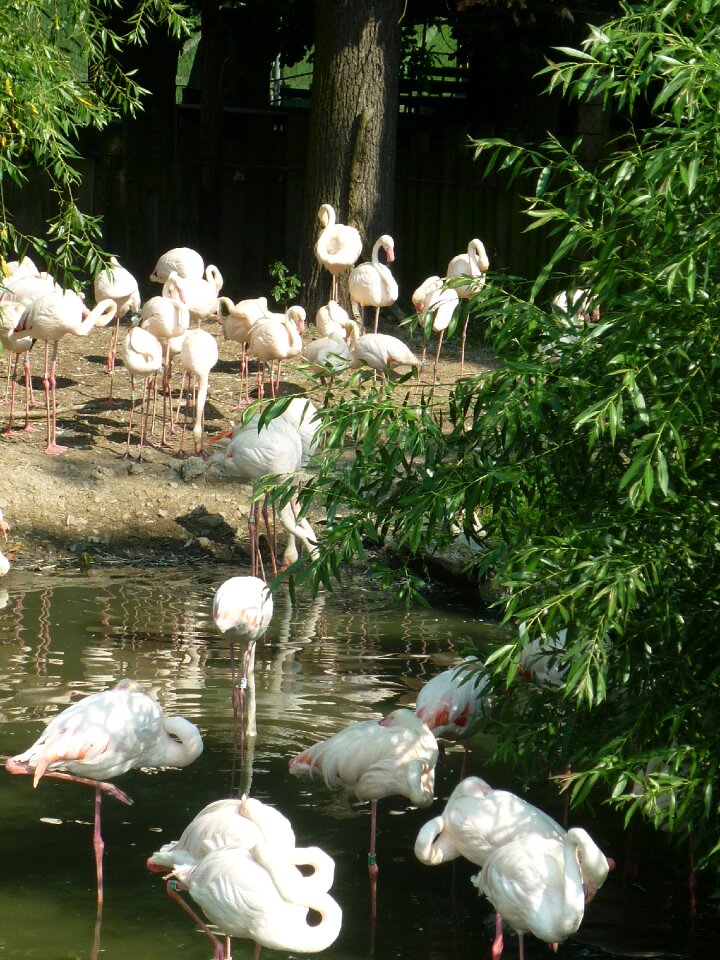 Flamingos exotic nature