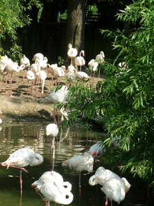Flamingos exotic nature photo