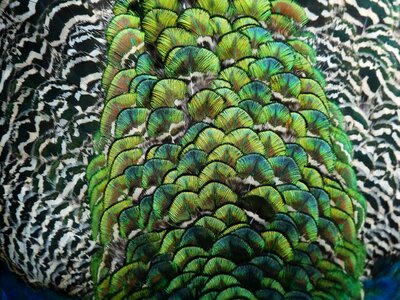 Animal bird pen