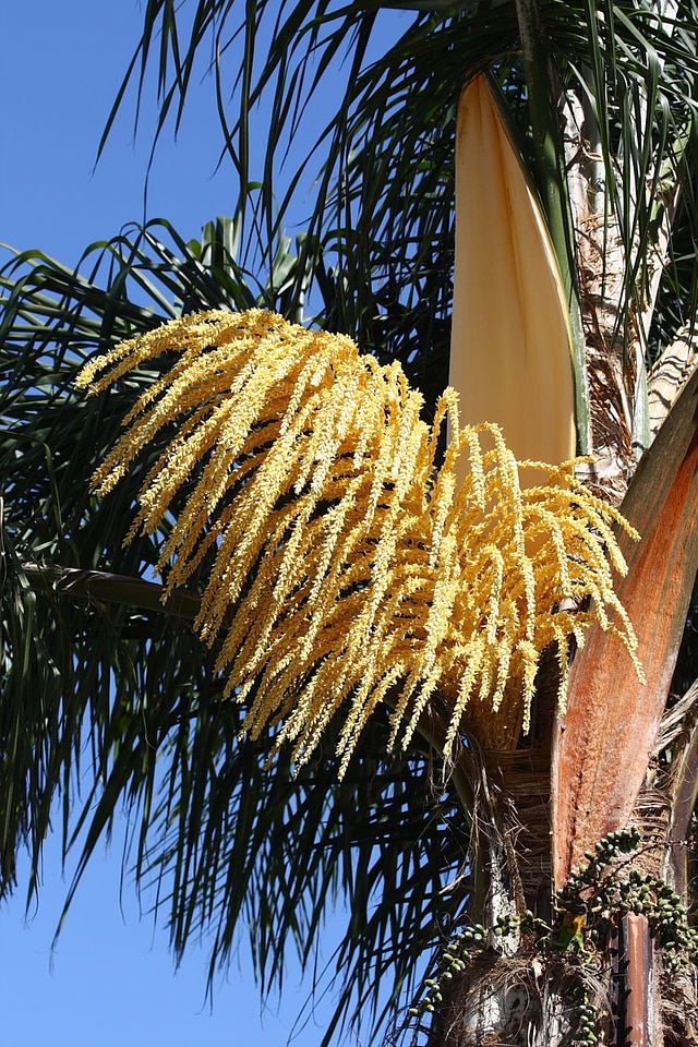 Tree california exotic