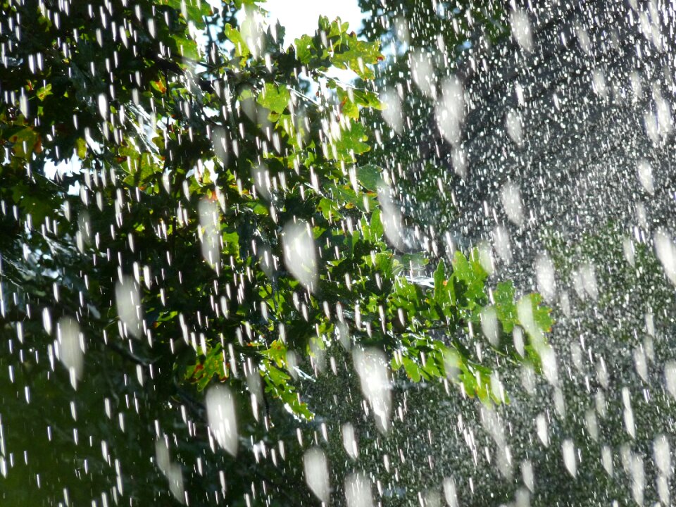 Water drop after the rain photo