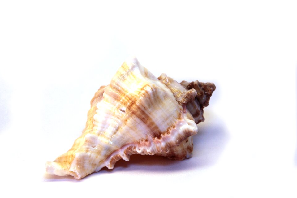 Beautiful isolated mussels