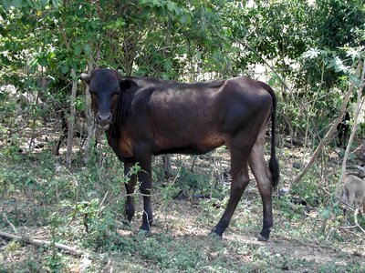 Beef animal brown