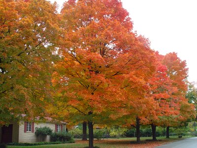 October leaves ozark scene arkansas photo