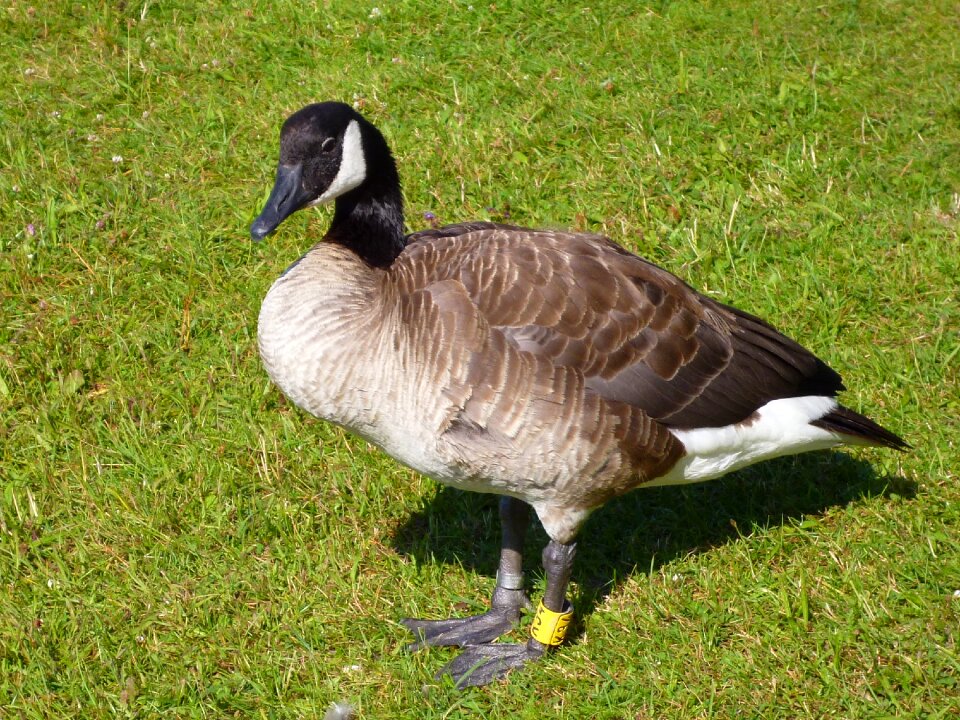 Water bird animal world nature