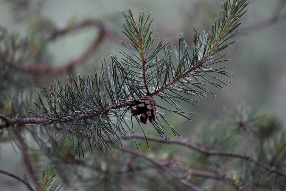 Pine pine cone tree