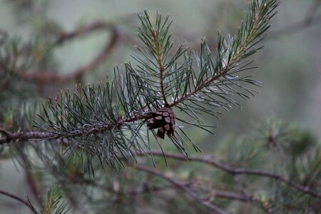 Pine pine cone tree