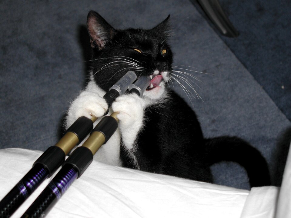 Cat animal black and white