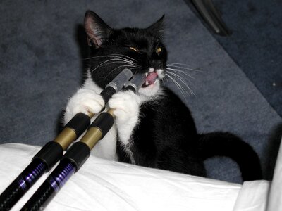 Cat animal black and white