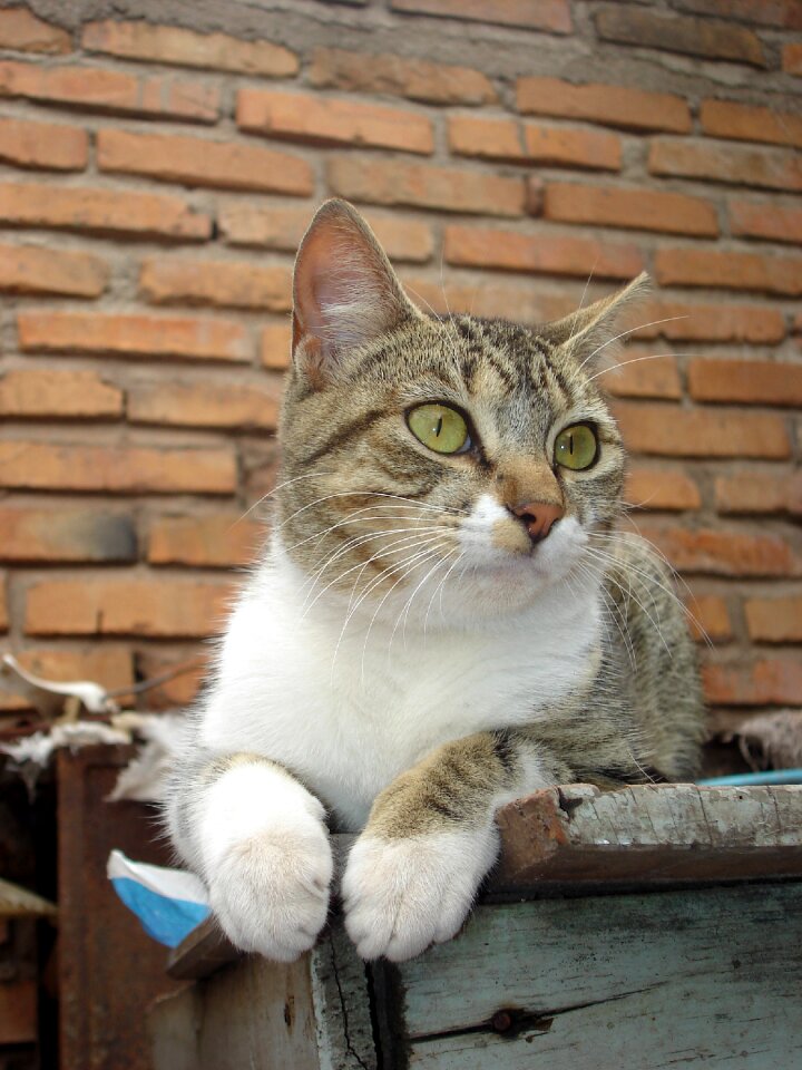 Cat feline brick