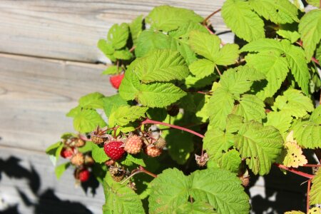 Raspberry berry plant