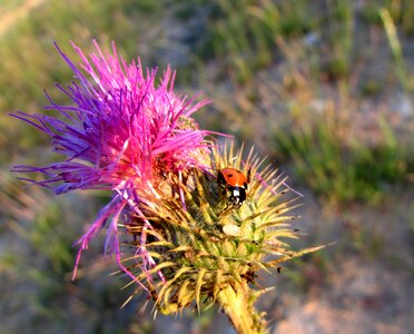 Nature thistle plant
