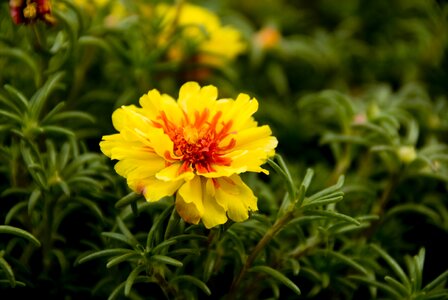 Spring plant meadow