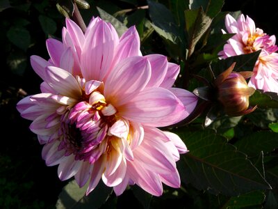 Dahlias spring nature