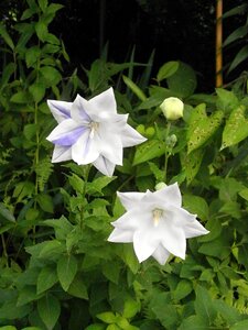 White flowers purple summer flowers