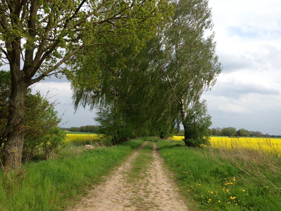 Trees birch oilseed rape
