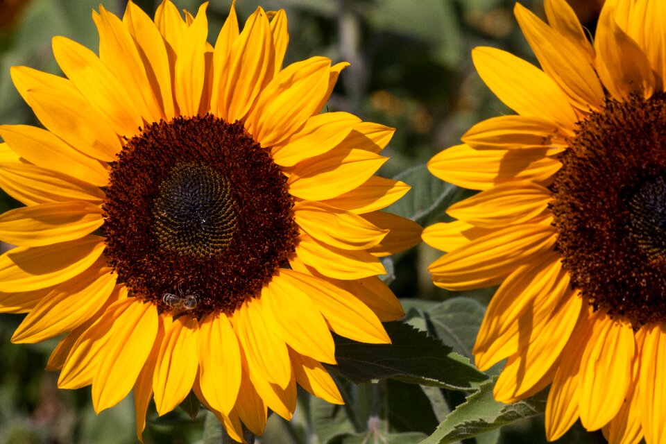 Flower nature plant