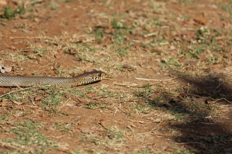 Brown wildlife predator