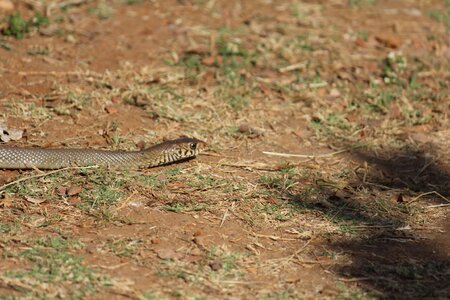 Brown wildlife predator