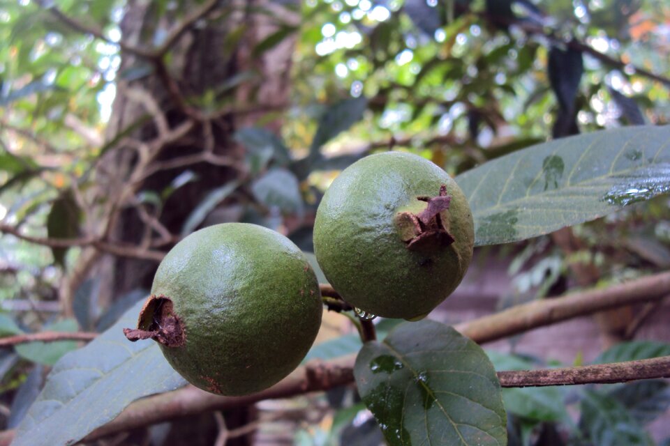 Fruit tropical tropical fruit