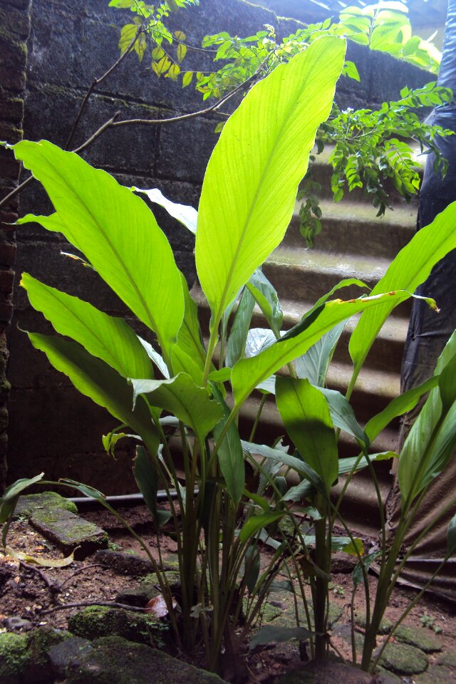 Ginger plant local medicine sweetener