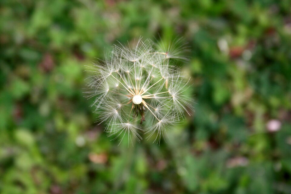 Tooth lion flower nature