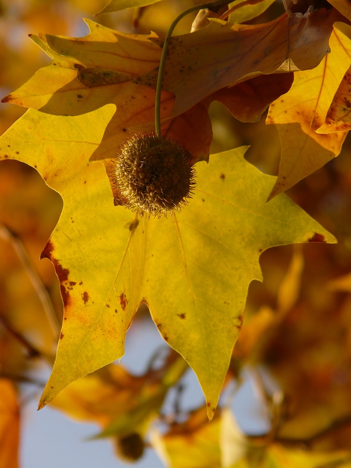 Common plane hybrid plane london plane