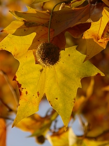 Common plane hybrid plane london plane