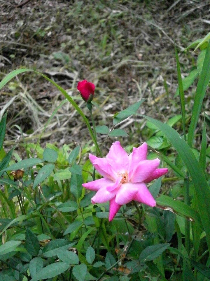 Rose four seasons rose pink flower