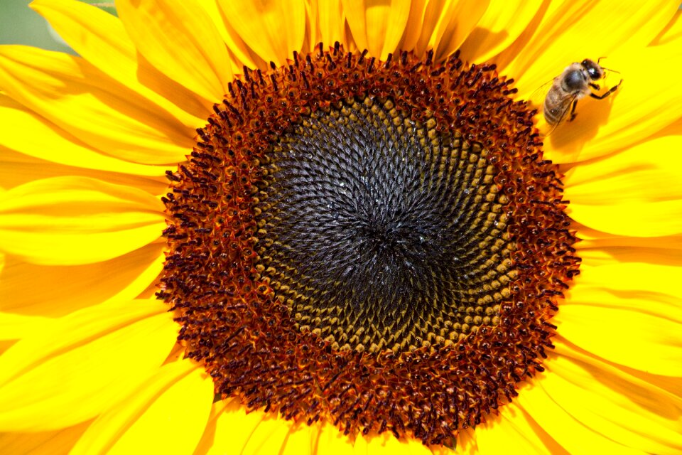 Flower nature plant