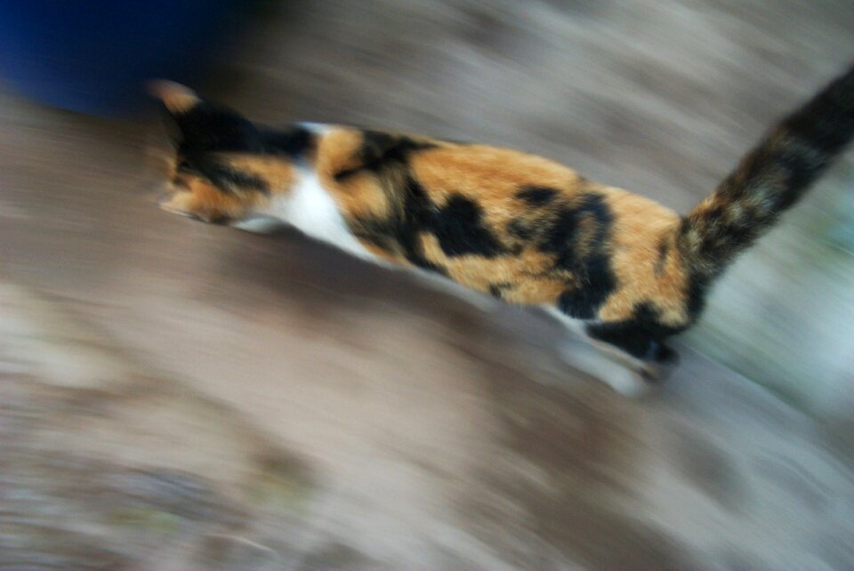 Cat speed feline