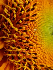 Sunflower seeds helianthus yellow