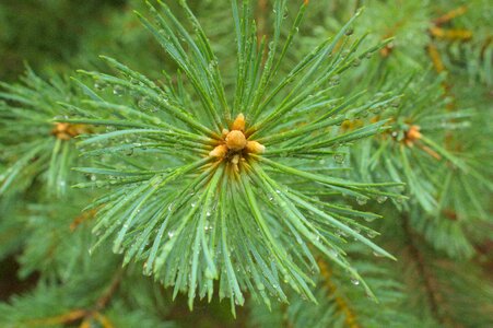Pine tree wood