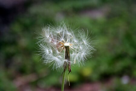 Tooth lion flower nature