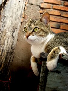 Feline brick observing