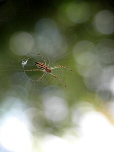 Spider arachnid web photo