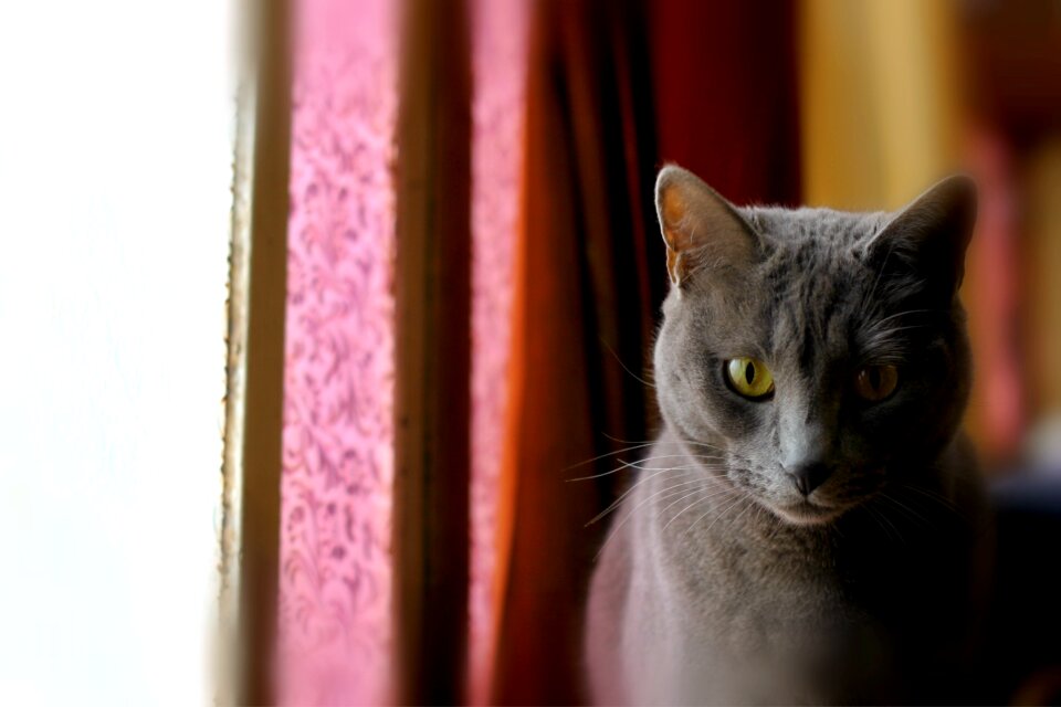 Animals animal grey